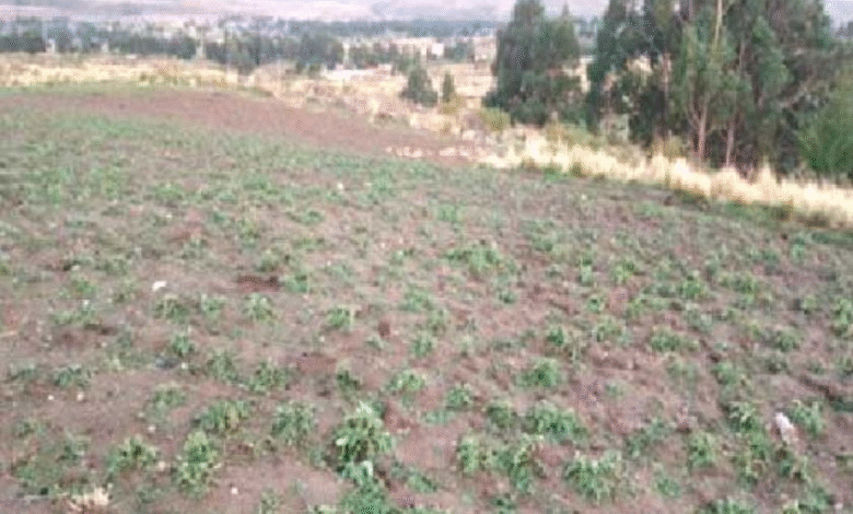 Desastre Agrícola: Granizada afecta a 137 familias en Chaqui
