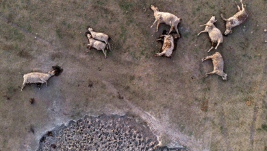 Reportan 205 familias afectadas por fenómenos climatológicos