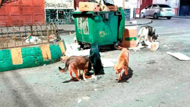 Denuncian abandono de perras con crías en la calle