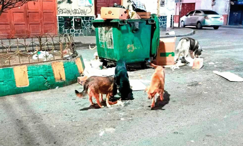 Denuncian abandono de perras con crías en la calle
