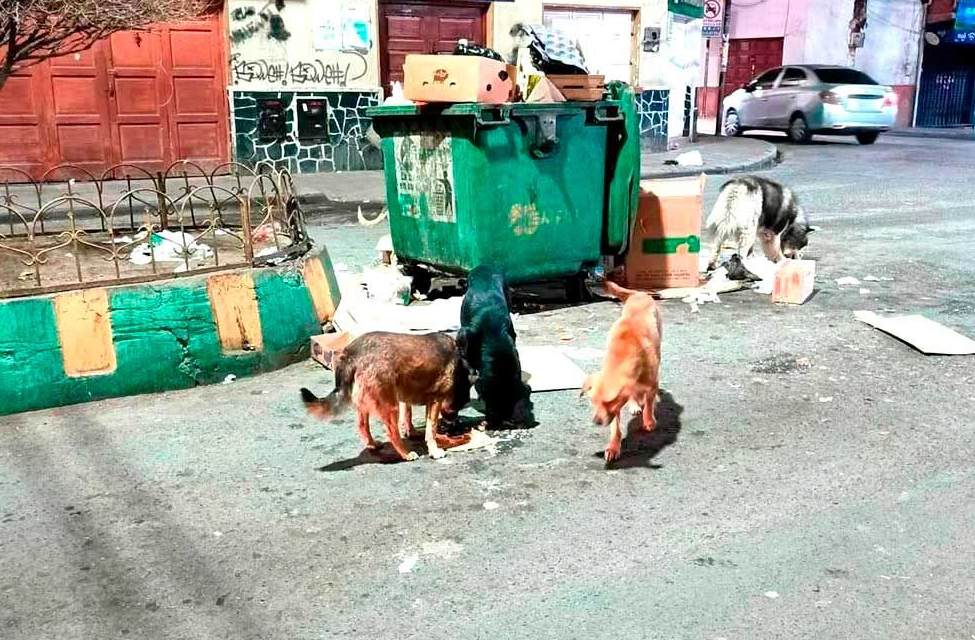 Denuncian abandono de perras con crías en la calle