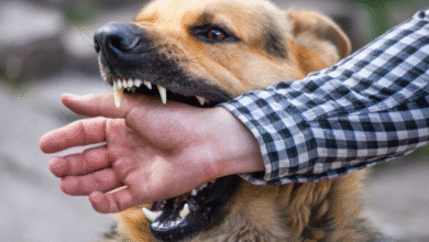 Sedes Potosí reporta 1.547 personas mordidas por perros