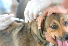 Zoonosis realiza más de 20 esterilizaciones diarias de canes