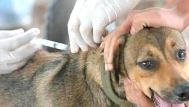 Zoonosis realiza más de 20 esterilizaciones diarias de canes