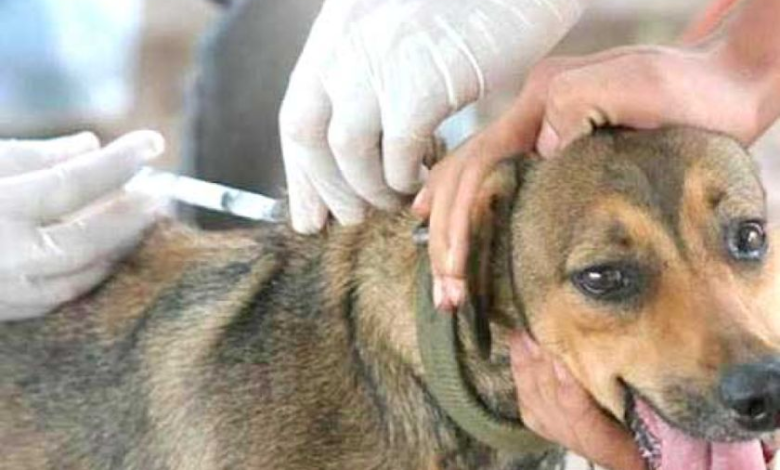 Zoonosis realiza más de 20 esterilizaciones diarias de canes
