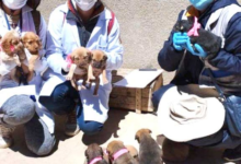Vacunarán a cachorros contra la rabia este sábado en Potosí