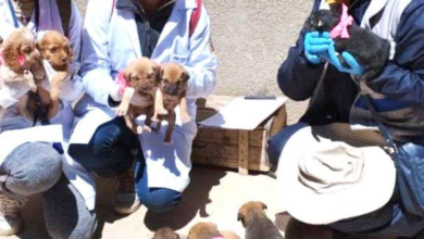 Vacunarán a cachorros contra la rabia este sábado en Potosí