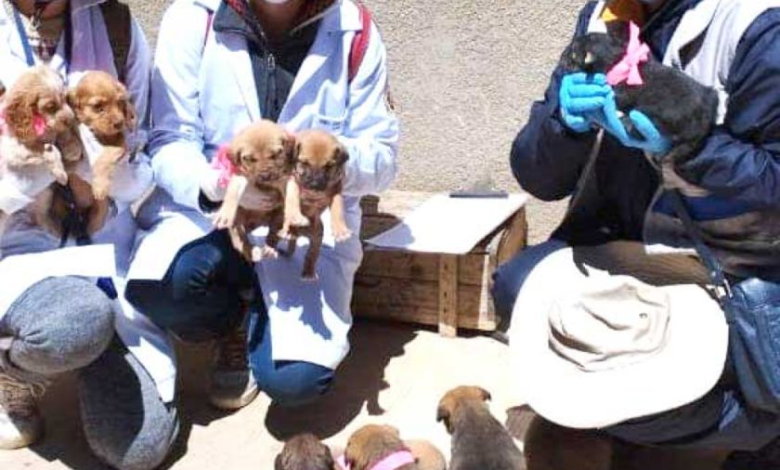 Vacunarán a cachorros contra la rabia este sábado en Potosí
