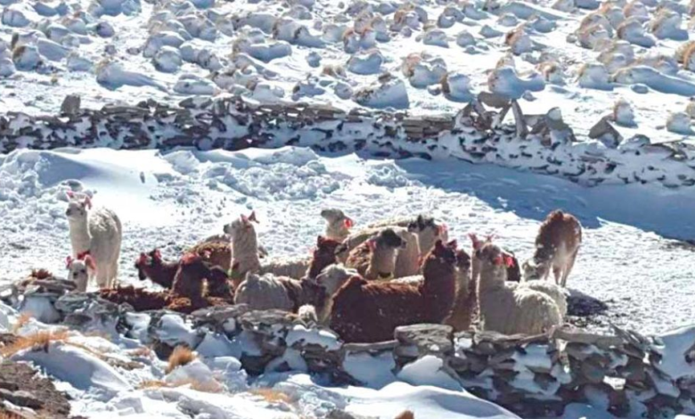 Nevada pone en riesgo la sobrevivencia de 25.000 camélidos en Lípez