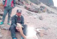 Envían a la cárcel de Uyuni a dos jóvenes por caza ilegal de vicuñas