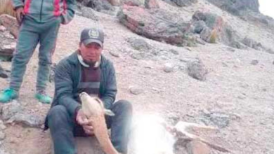 Envían a la cárcel de Uyuni a dos jóvenes por caza ilegal de vicuñas