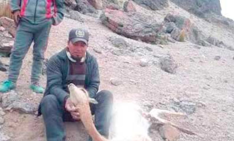 Envían a la cárcel de Uyuni a dos jóvenes por caza ilegal de vicuñas