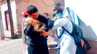 Sedes reporta que 973 personas fueron mordidas por perros