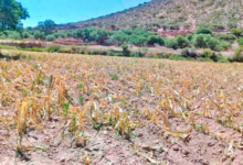 Producción agrícola de Vitichi en riesgo por escasez de agua