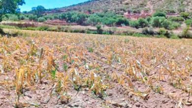 Producción agrícola de Vitichi en riesgo por escasez de agua