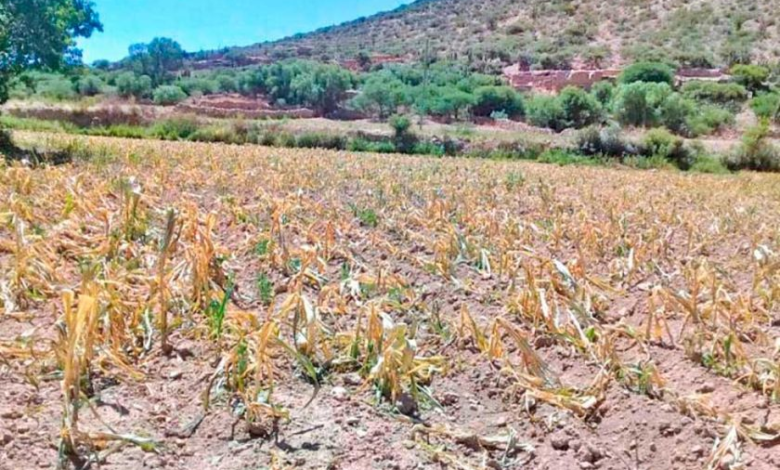 Producción agrícola de Vitichi en riesgo por escasez de agua