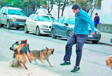 Reportan más de 1.300 mordeduras de perros en lo que va del año