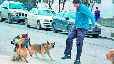 Reportan más de 1.300 mordeduras de perros en lo que va del año
