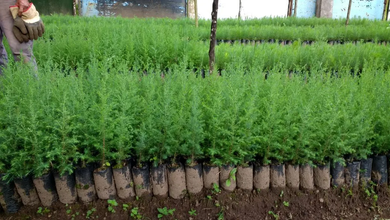 Plantarán 5.000 árboles para frenar la contaminación en Potosí