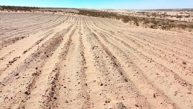 Más de 98 mil cabezas de ganado en riesgo por sequía en Colcha K