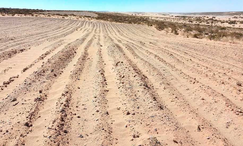 Más de 98 mil cabezas de ganado en riesgo por sequía en Colcha K
